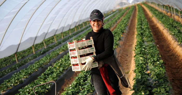 O firmă din Danemarca angajează agricultori din România