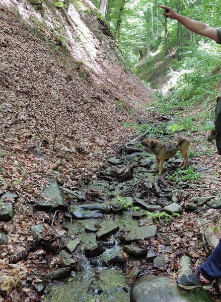 Copac căzut peste un băiat, în pădure la Brașov. Minorul a fost preluat de elicopterul SMURD