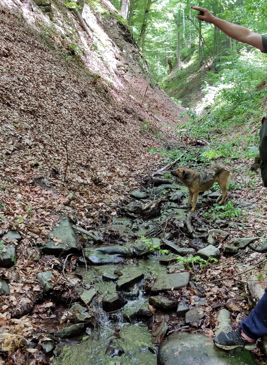 Un copac a căzut peste un copil într-o pădure din Budila FOTO IPJ Brașov