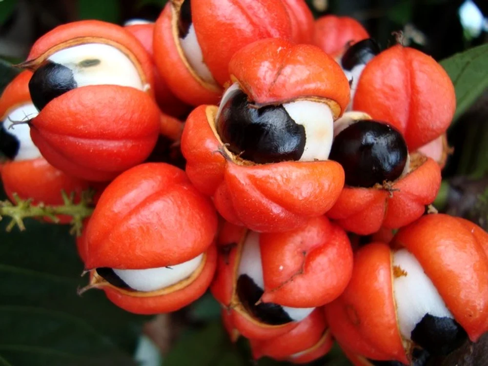 Fructele de guarana cresc în ciorchini FOTO: fotonostra.com