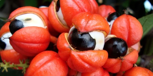 guarana