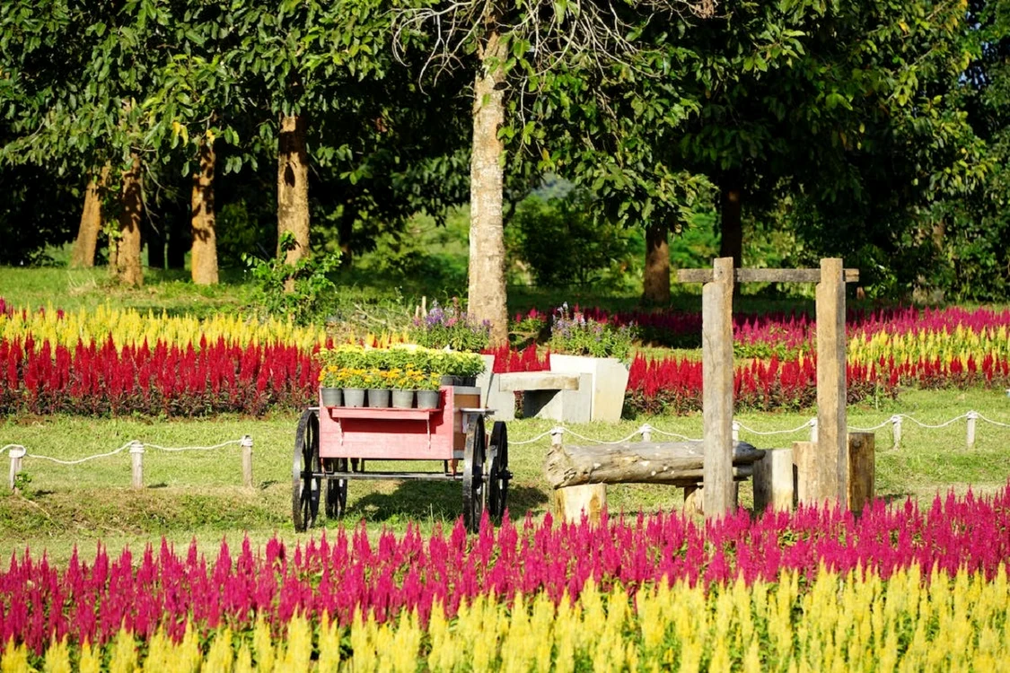 Florile pe care nu trebuie să le plantezi în grădina ta / foto: Pexels