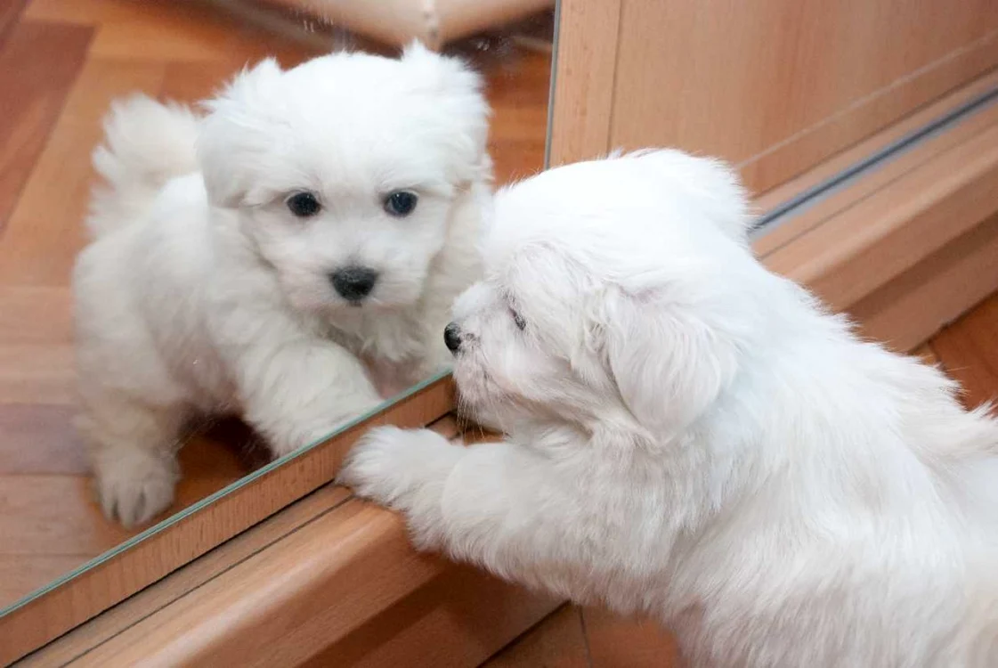 Cele mai mici rase de caini Bichon maltez