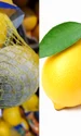 Cum să păstrezi lămâile timp de 3 luni sau chiar mai mult  Ce să faci ca să le împiedici să putrezea jpg