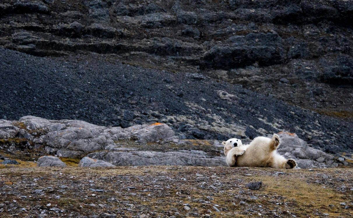 Svalbard, casa urșilor polari. FOTO: unsplash