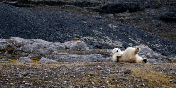 urs polar foto unsplash jpeg
