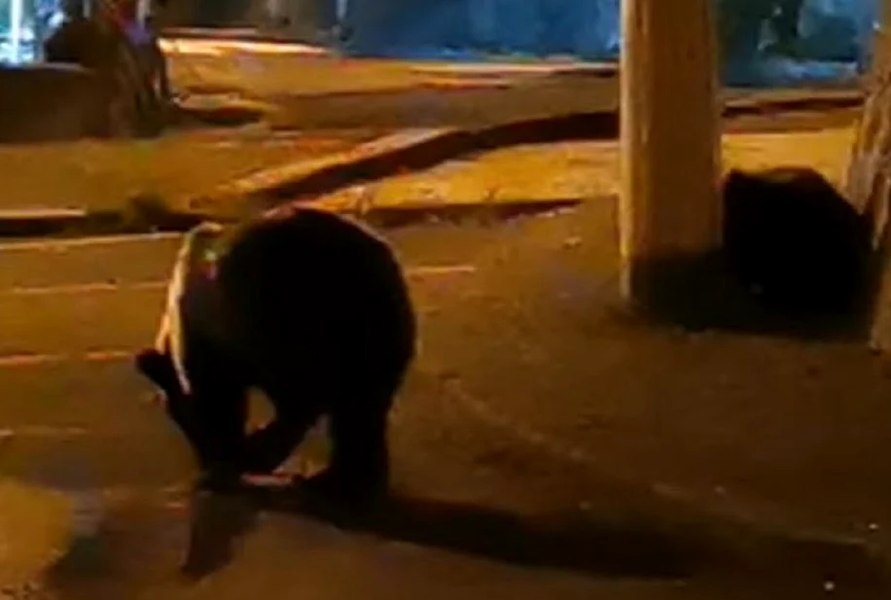 Ursul din Ploiești, fugărit fără succes de către autorități. Ar putea fi printre cele 22 de animale care trebuie vânate