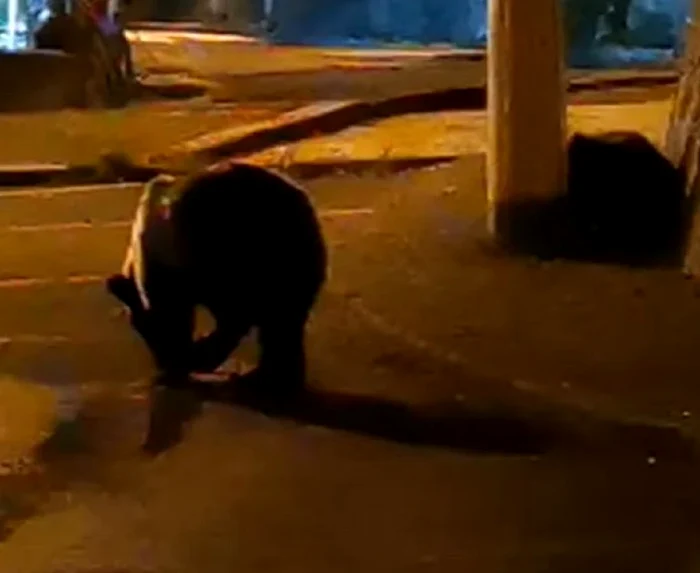 Ursul care bântuie prin Ploiești. FOTO observatorulph.ro