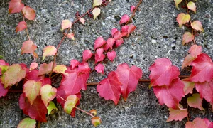 vine 8437280 1280 (1) jpg