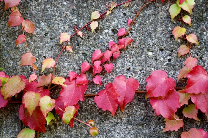 Vița de vie are nevoie de îngrijire specială / foto: Pixabay