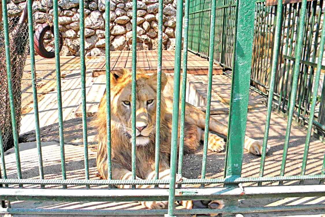 Baloo şi Mia ies rar de la  umbră, şi atunci doar  pentru o baie straşnică (Foto: Dana Mihai)