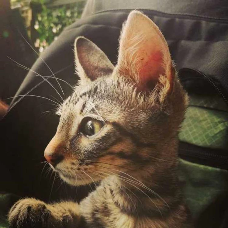 Lulu