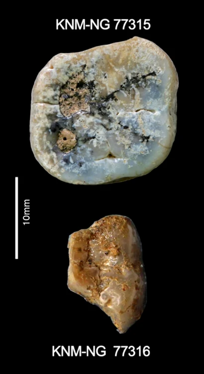 Molari de Paranthropus (foto: S. E. Bailey, Homa Peninsula Paleoanthropology Project)