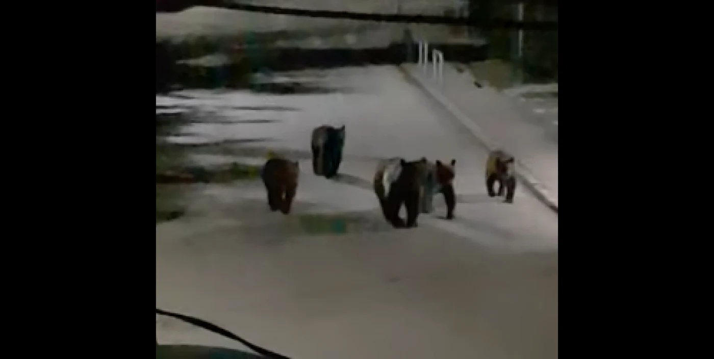 Ursoaica şi cei patru pui la plimbare pe străzile din cartierul Platou Izvor, Sinaia FOTO captură video
