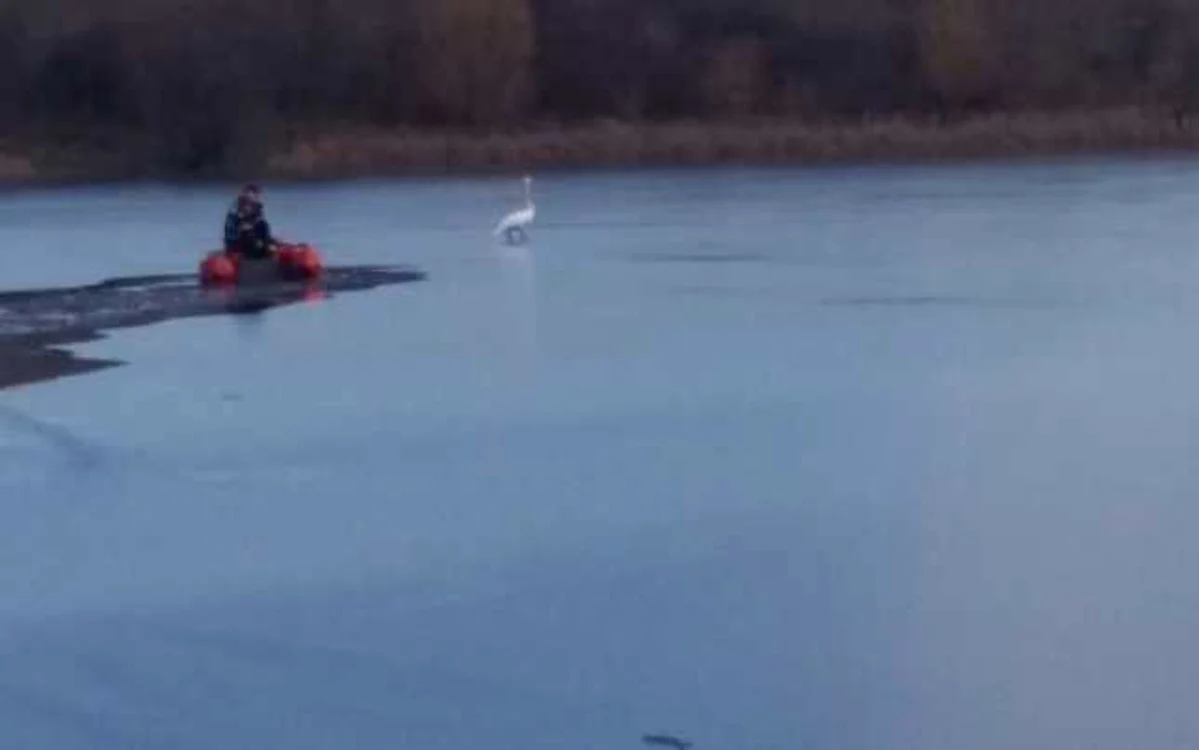 Pompierii au fost anunţaţi că o lebădă a fost prinsă sub gheaţă