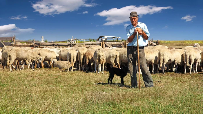 Oile mai găsesc smocuri de verdeaţă, dar nu pentru multă vreme