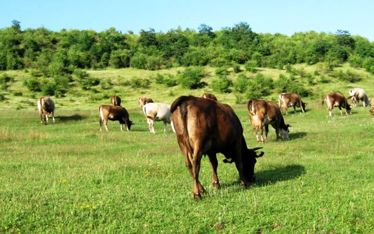 Boala de transmite foarte uşor de la animalul bolnav la om FOTO Adevărul