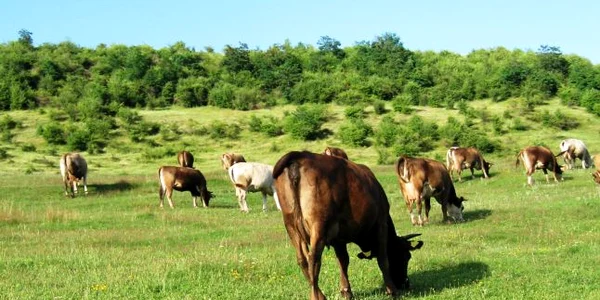 Epidemia de antrax declanşată în Serbia a pus pe jar şi autorităţile din Gorj