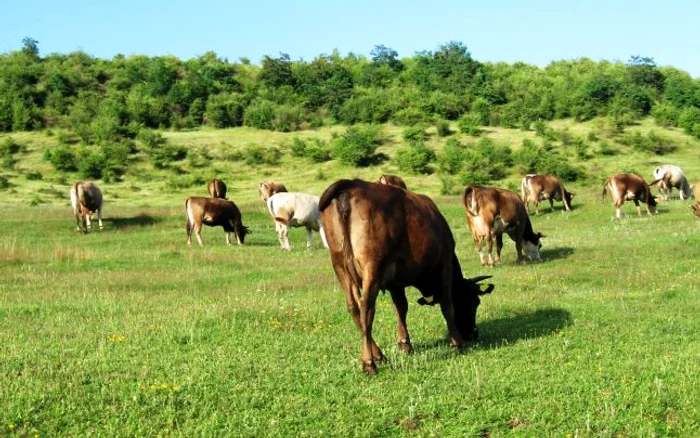 Boala de transmite foarte uşor de la animalul bolnav la om FOTO Adevărul