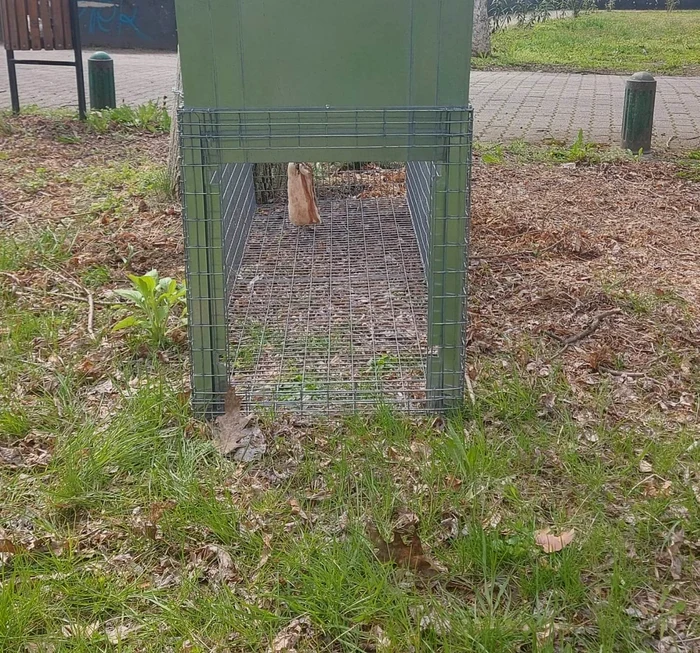 Cuștile au fost amplasate de către cei de la Gospodărirea Comunală FOTO Primăria Arad 