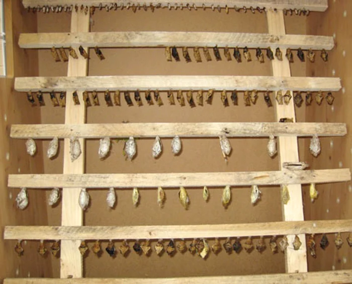 Turiştii pot observa întregul ciclu de  viaţă al fluturilor, de la cocon la omizi