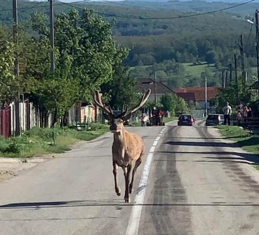Cerbul a ajuns pe drumul din satul Stănceşti - Larga                       FOTO: facebook.com/robert.besoi