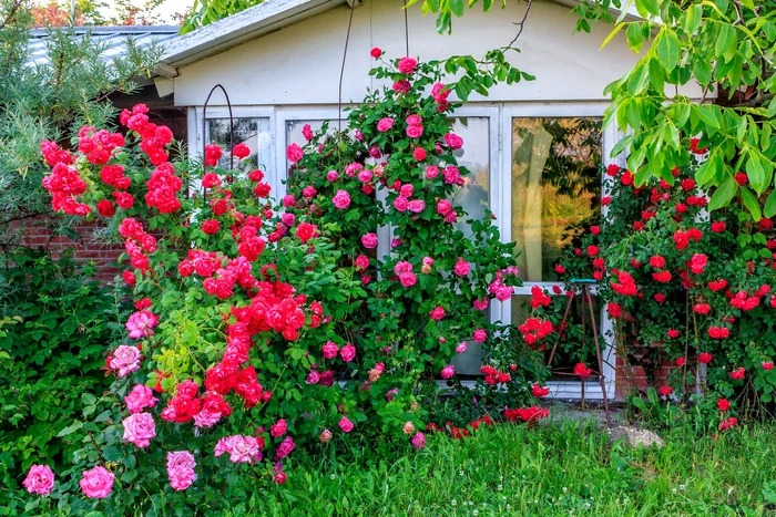 Cum să faci plantele să crească rapid. Foto: arhiva