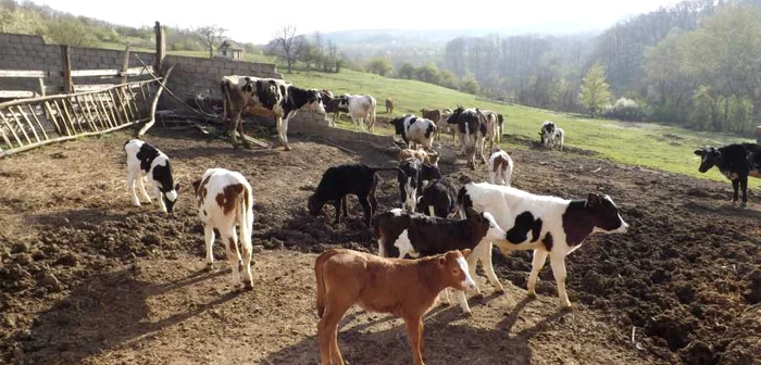 Încep plăţile în a doua jumătate a lunii iulie FOTO Alexandra Georgescu