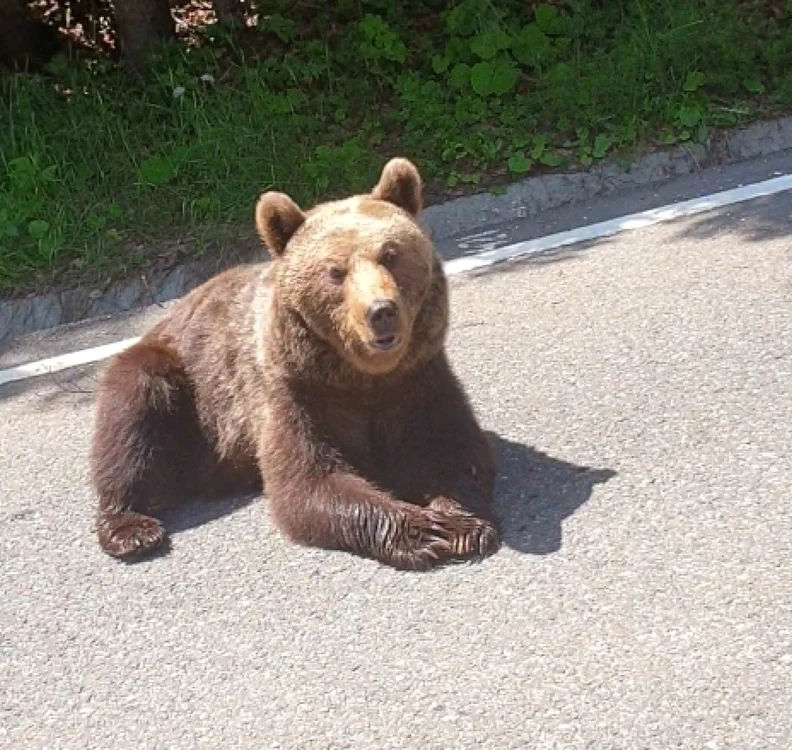 Ursul a fugit înainte de apariţia unui echipaj de jandarmi FOTO: arhiva Adevărul