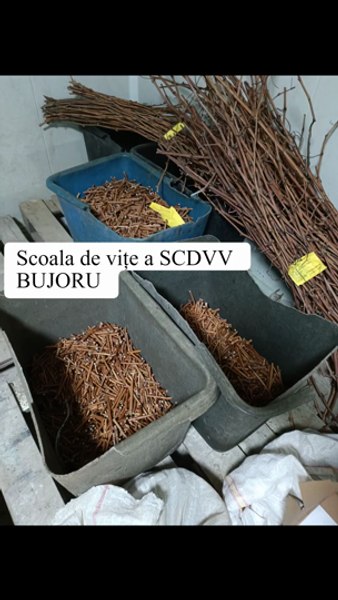 Minunățiile verzi de la Școala de vițe a Stațiunii de Cercetare Bujoru. Butașii au mare căutare și în străinătate VIDEO