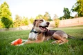 caine curte istock jpg