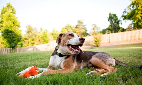 caine curte istock jpg