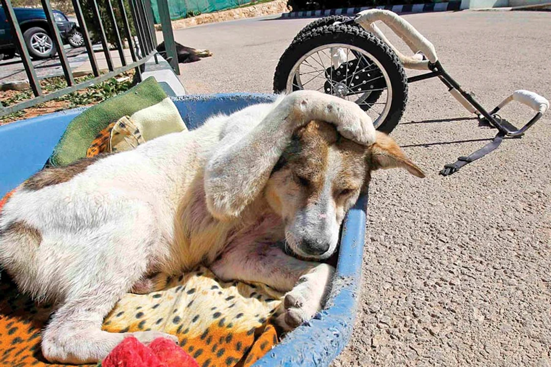 A învăţat să meargă  repede cu ajutorul  unui dispozitiv special (Fotografii: ruters/ rex features)