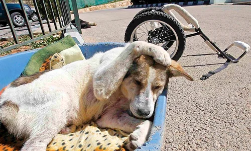 A învăţat să meargă  repede cu ajutorul  unui dispozitiv special (Fotografii: ruters/ rex features) jpeg