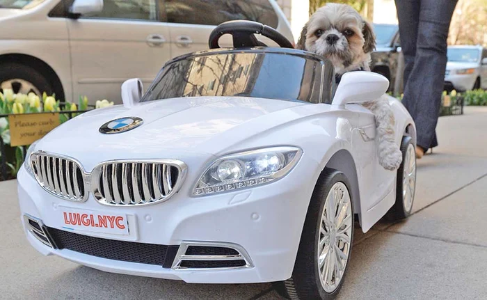 
    Căţelul Luigi Maestro, în vârstă de 5 ani, este înnebunit după volan  