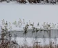 Operaţiunea de salvare a lebedelor de la Galaţi FOTO Sorin Pană