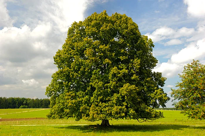 Tradițiile spun că teiul poate aduce noroc / foto: IStock