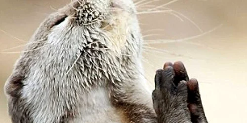 Vidra de la grădina zoologică