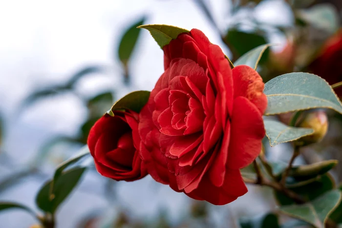 Camelia japoneză / foto: Pixabay 