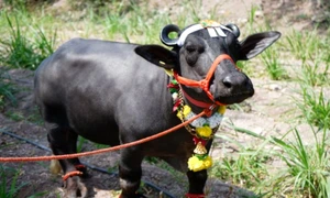 radha bivol apa record jpg