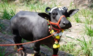 radha bivol apa record jpg