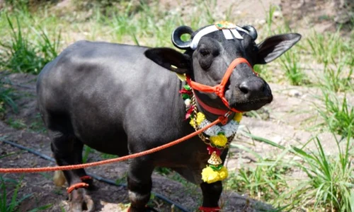 radha bivol apa record jpg
