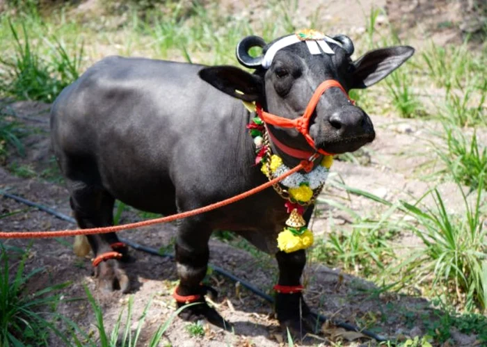 Radha are 83,8 cm înălțime (Foto: Guinness World Records)