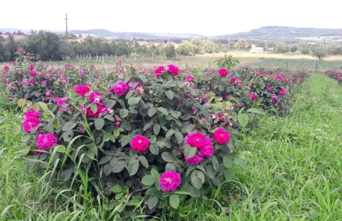 Plantaţie de trandafiri pentru dulceaţă