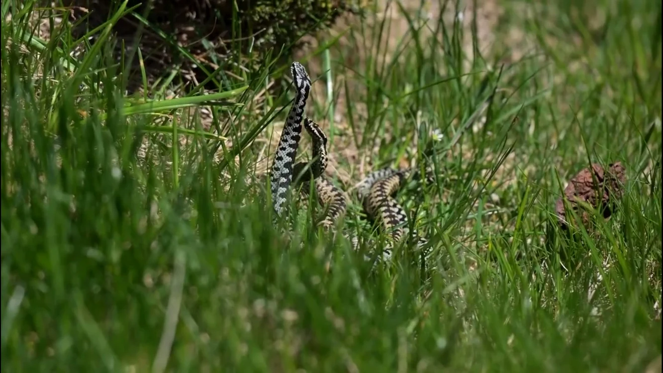 Vipere surprinse de angajații Parcului Național Retezat. Foto: APNR