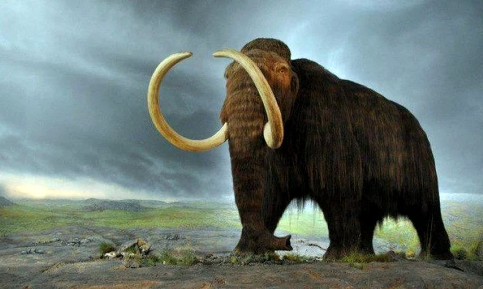 Cinci mamuți din era glaciară, descoperiți de arheologii britanici după 220 000 de ani jpeg