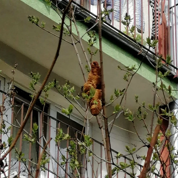 Croissantul care a creat panică într-un cartier din Cracovia FOTO Facebook KTOZ