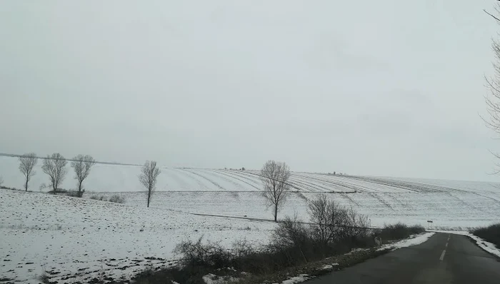 Zăpada protejează de îngheț culturile agricole FOTO: C. Mazilu