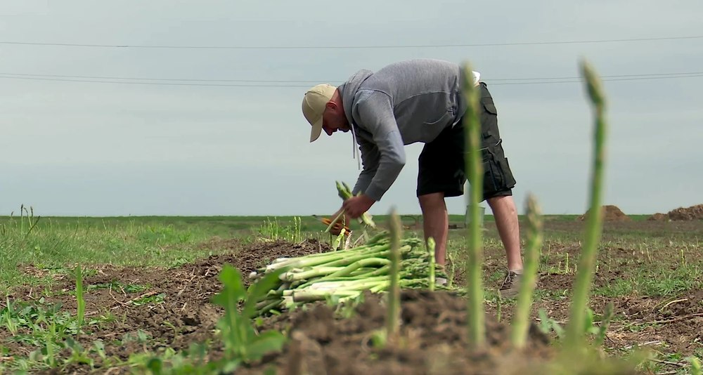 Profitul uriaș obținut de românii care cultivă sparanghel