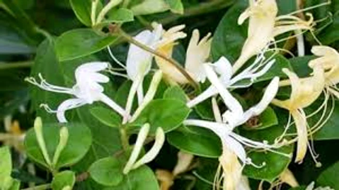 
    Magnolia  prevestește evenimente norocoase Sursa foto: Adevărul.ro  